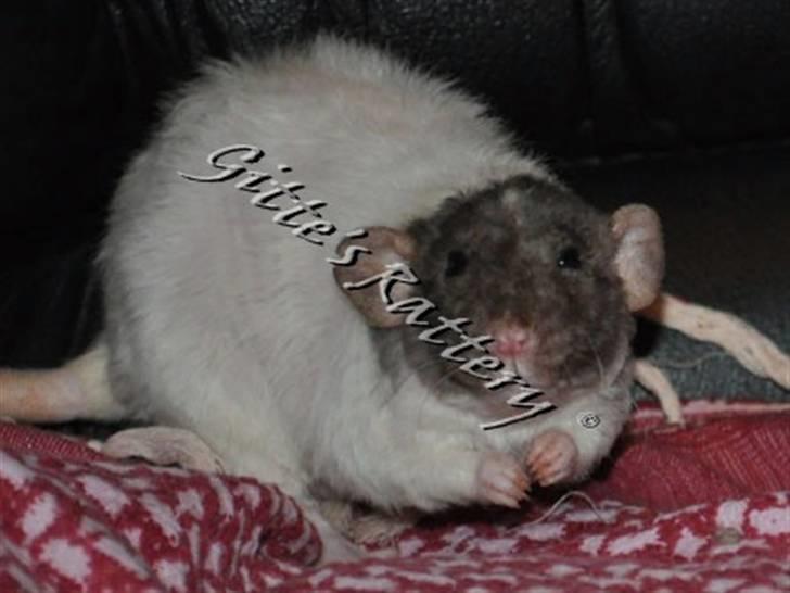 Tamrotte drd ambrosia billede 4