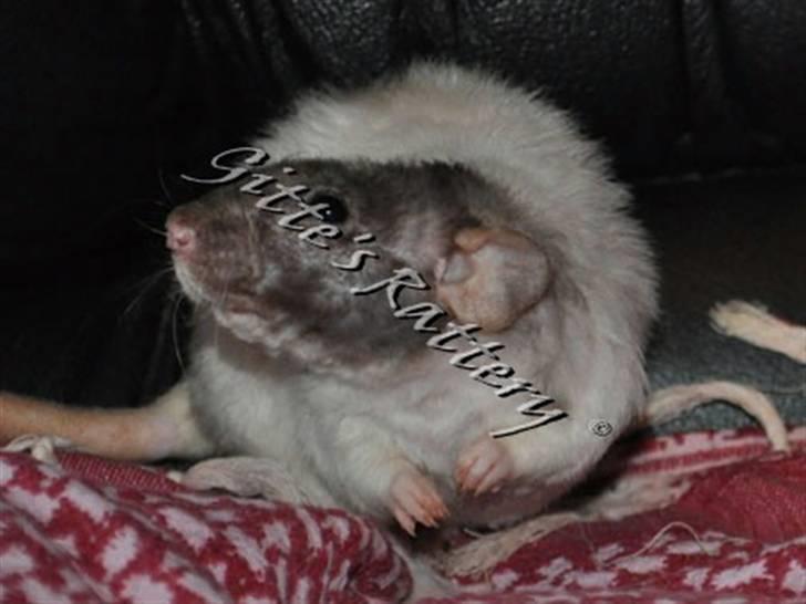 Tamrotte drd ambrosia billede 5