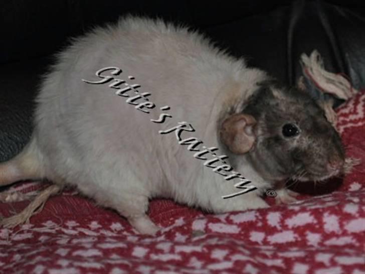 Tamrotte drd ambrosia billede 6