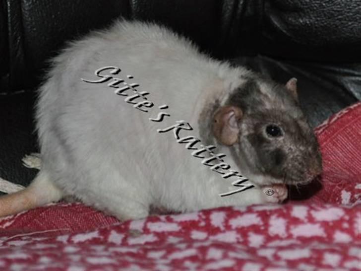 Tamrotte drd ambrosia billede 7