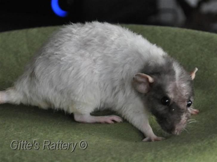 Tamrotte drd ambrosia billede 8