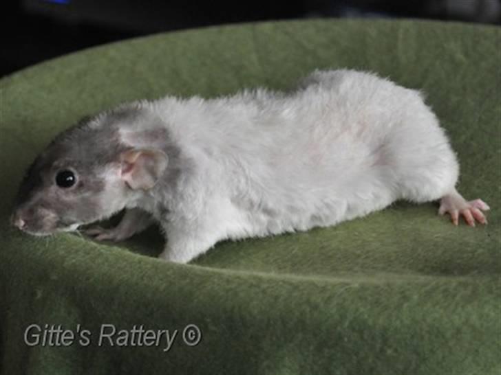 Tamrotte drd ambrosia billede 9