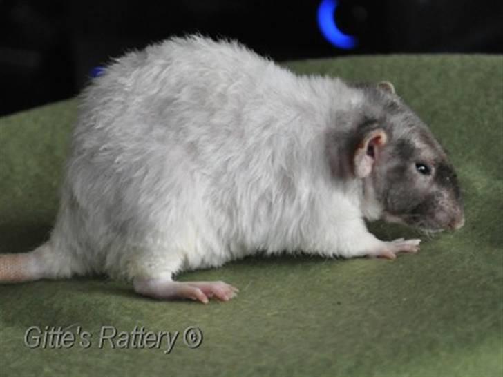 Tamrotte drd ambrosia billede 10