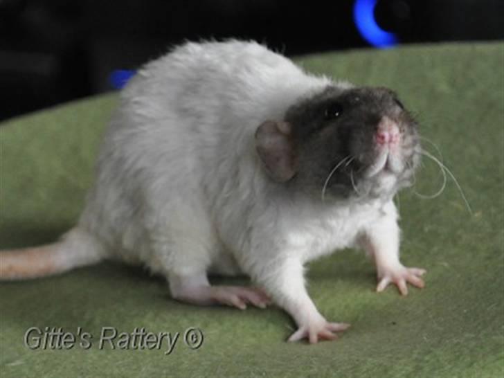 Tamrotte drd ambrosia billede 11