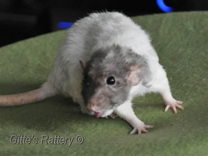 Tamrotte drd ambrosia billede 12