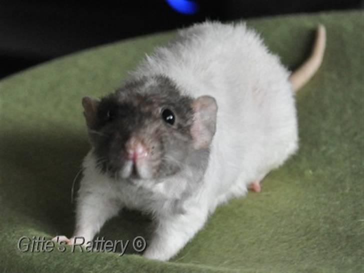 Tamrotte drd ambrosia billede 13