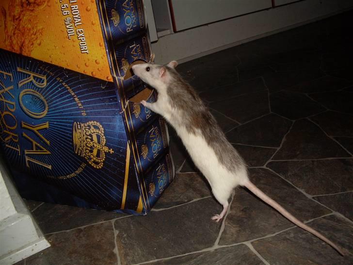 Tamrotte Marcella <3 - Mmmmhhh!! Bajer!! :D billede 14