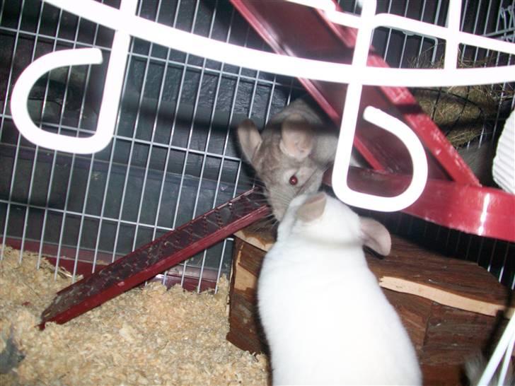 Chinchilla Dolce R.I.P min elskede ! billede 11