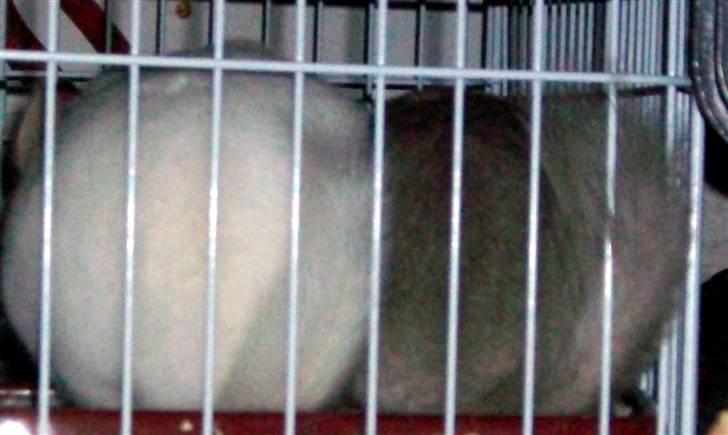 Chinchilla Dolce R.I.P min elskede ! billede 12