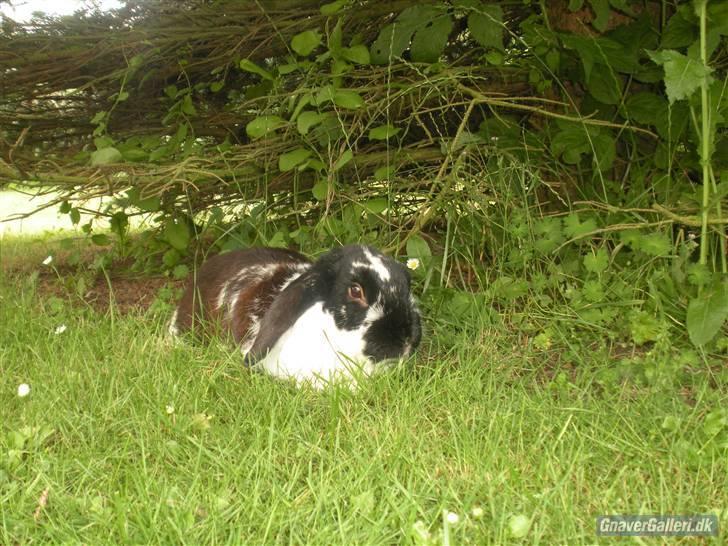 Kanin DV- Kashmir (STAMPE) - :D:D billede 19