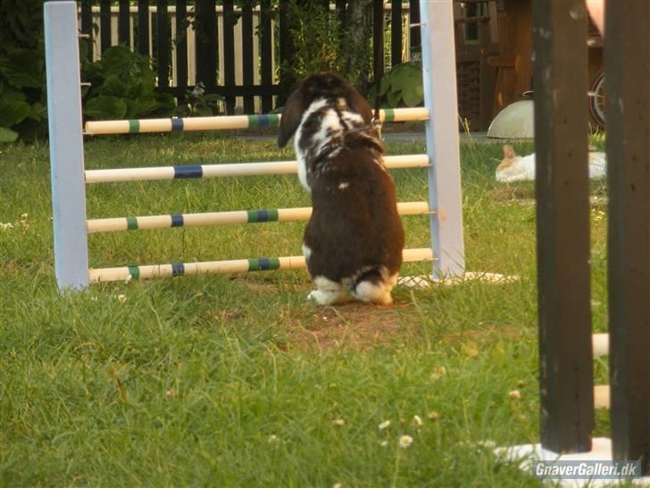 Kanin DV- Kashmir (STAMPE) - Når enden er god er alting godt :D-Kash på vej over til lille hop !!!! billede 20