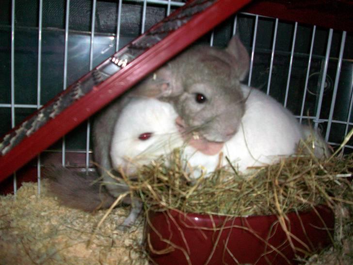 Chinchilla Dolce R.I.P min elskede ! billede 13
