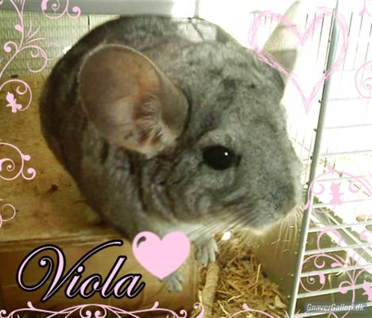 Chinchilla viola  billede 4