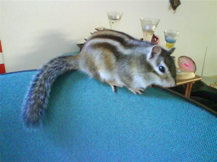 Jordegern Mascha billede 8