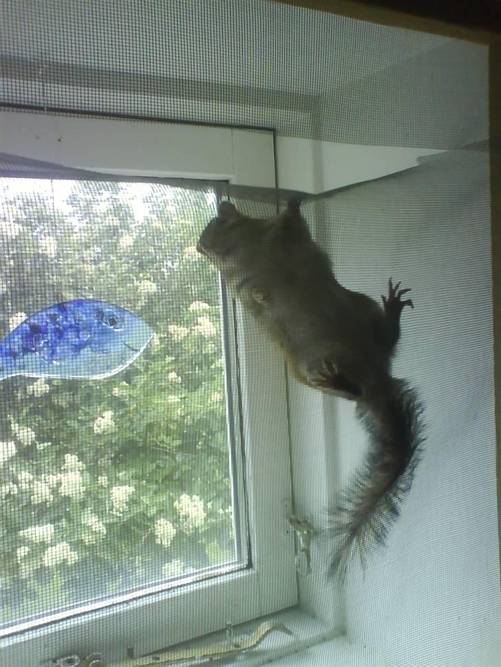 Jordegern Mascha billede 9