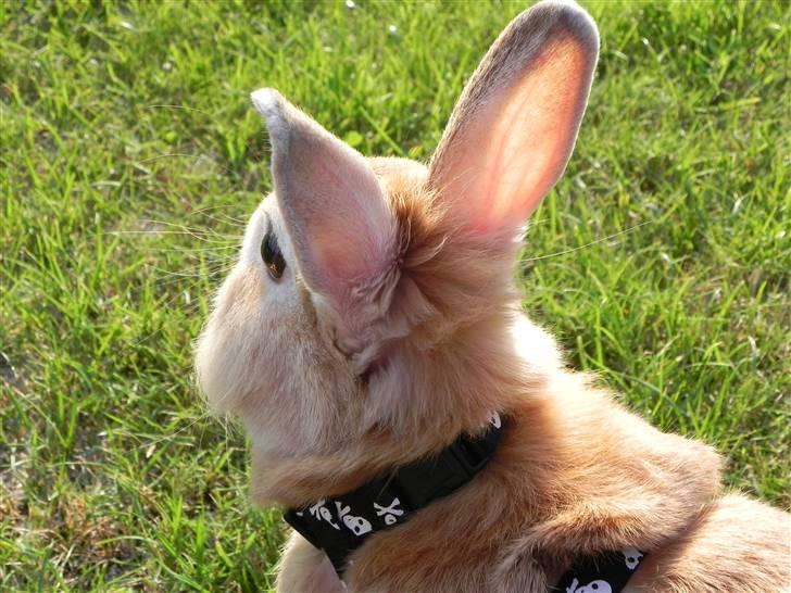 Kanin Wimse - Taget med nyt kamara billede 10