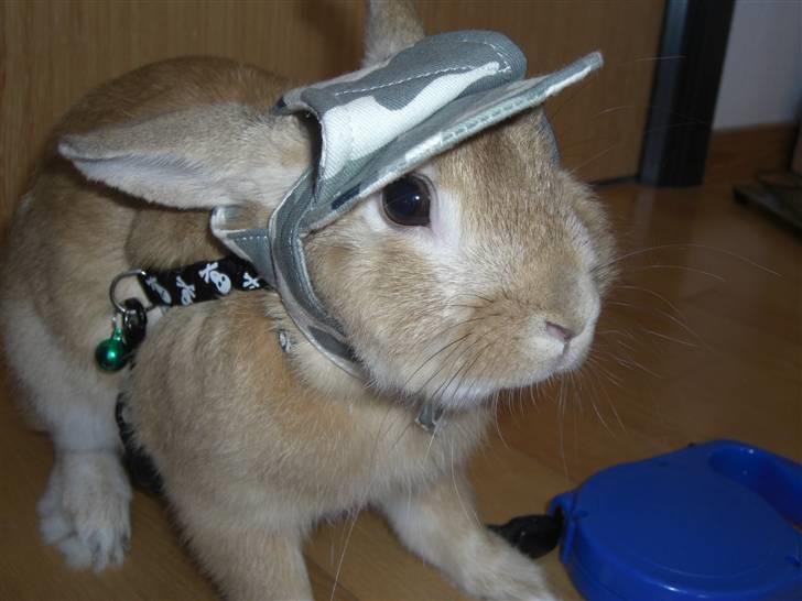 Kanin Wimse - Hans fine hat, som ellers aldrig bliver brugt :D billede 12