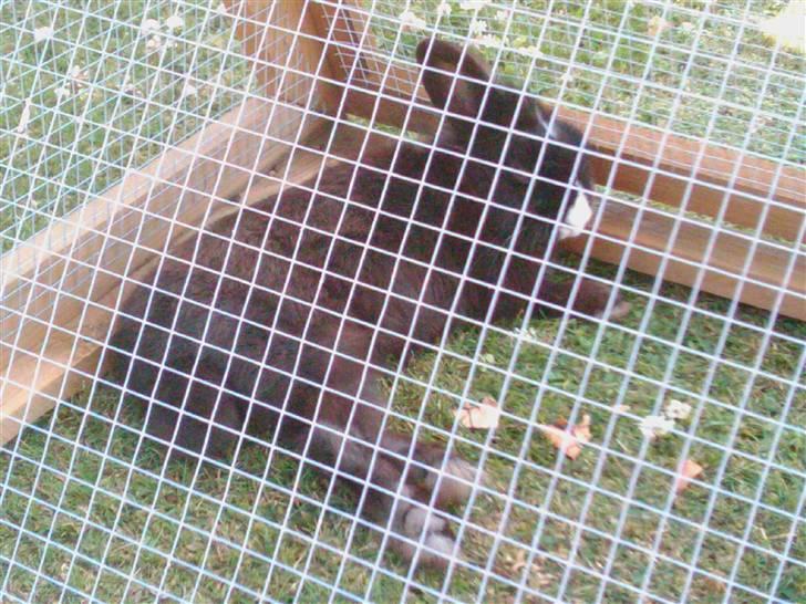 Kanin Sylvester - R.I.P :'( - Altså , 34 grader er ikke lige mig - Siger sylvester  billede 15