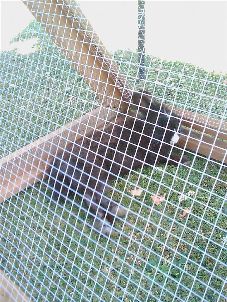 Kanin Sylvester - R.I.P :'( - Jeg flader bare lige ud .. Varmen kan jeg godt undvære .. billede 16