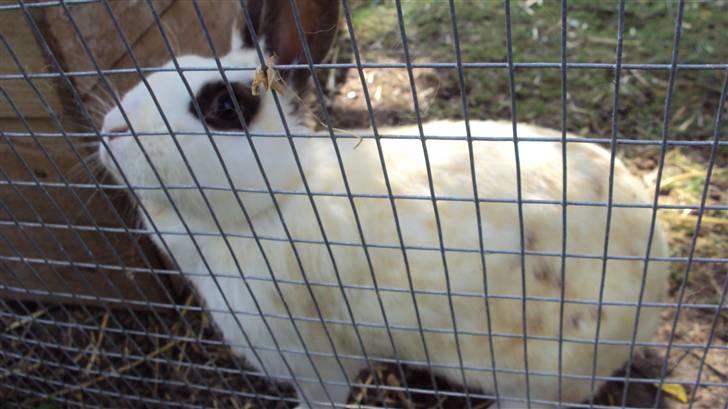 Kanin Ulla (R.I.P) billede 9