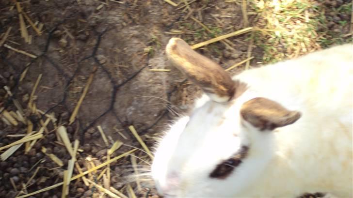 Kanin Ulla (R.I.P) billede 11