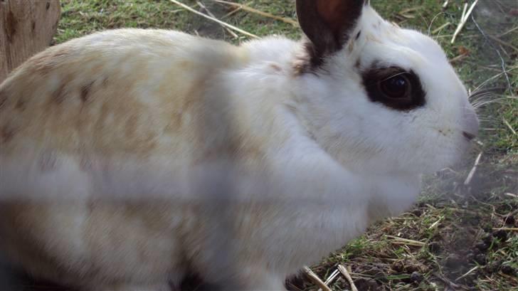 Kanin Ulla (R.I.P) billede 12