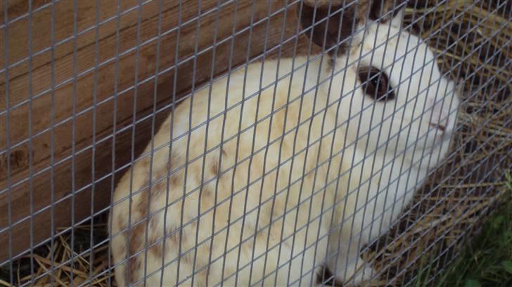 Kanin Ulla (R.I.P) billede 13