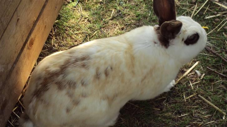 Kanin Ulla (R.I.P) billede 14