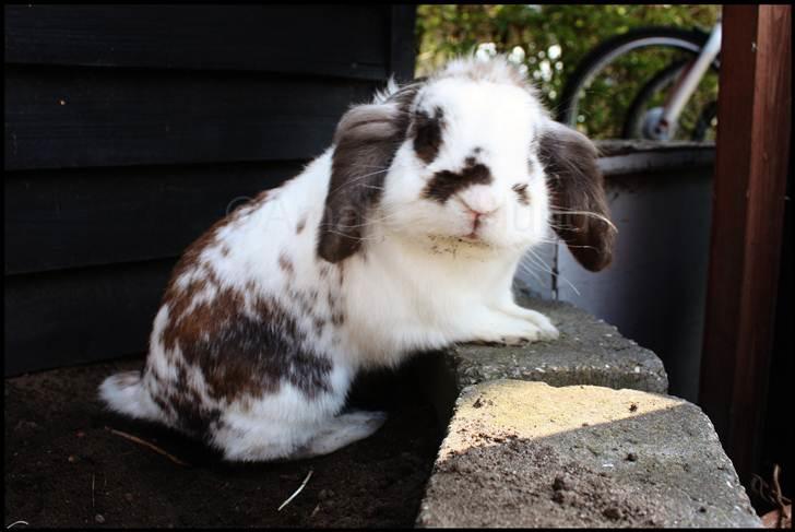 Kanin Bødkergården's Ninus - Sød er han da <3 April´11 billede 18