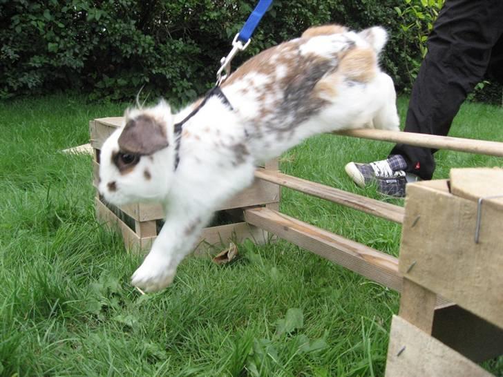 Kanin Bødkergården's Ninus - Ninus springer (2007) billede 20