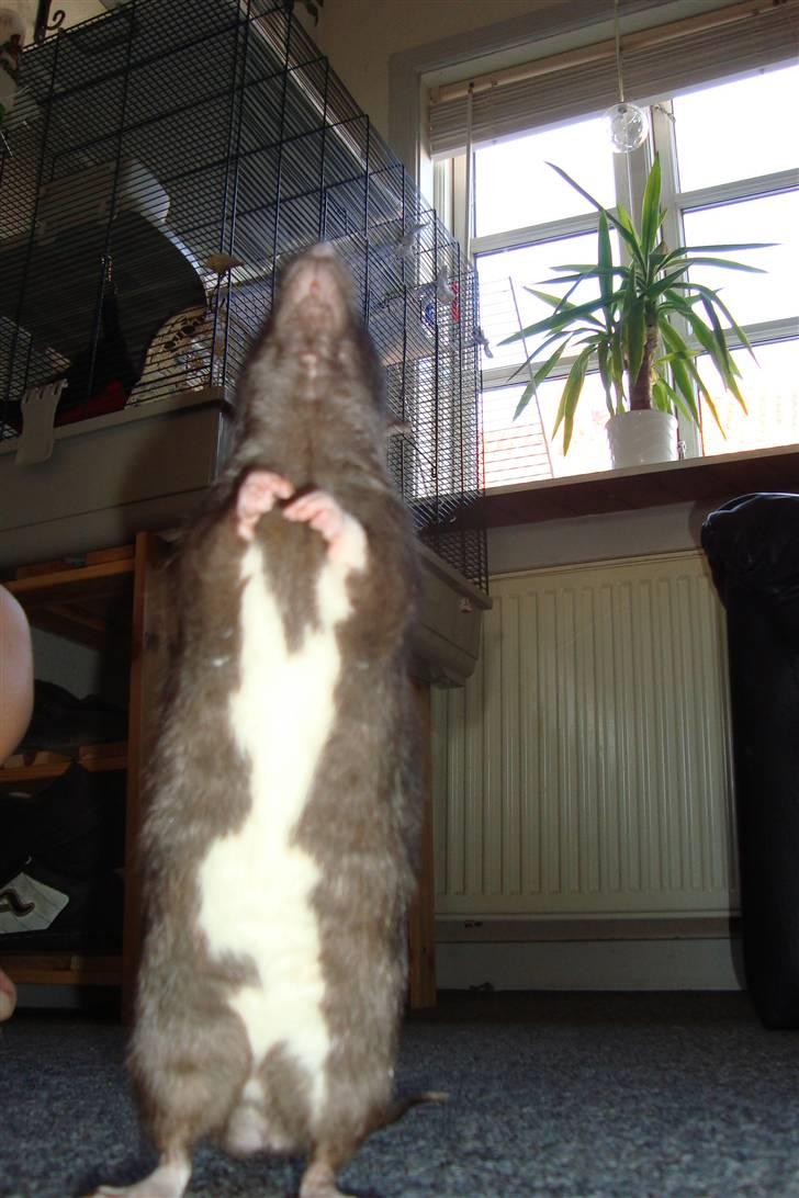 Tamrotte Ventrilo billede 16