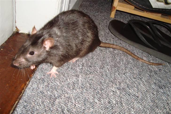 Tamrotte Ventrilo billede 17