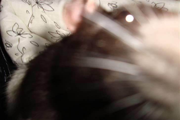 Tamrotte Ventrilo billede 18