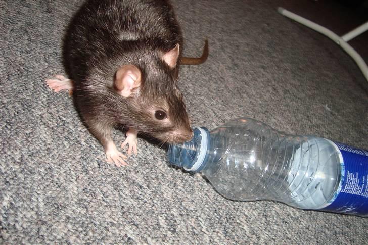 Tamrotte Ventrilo billede 19