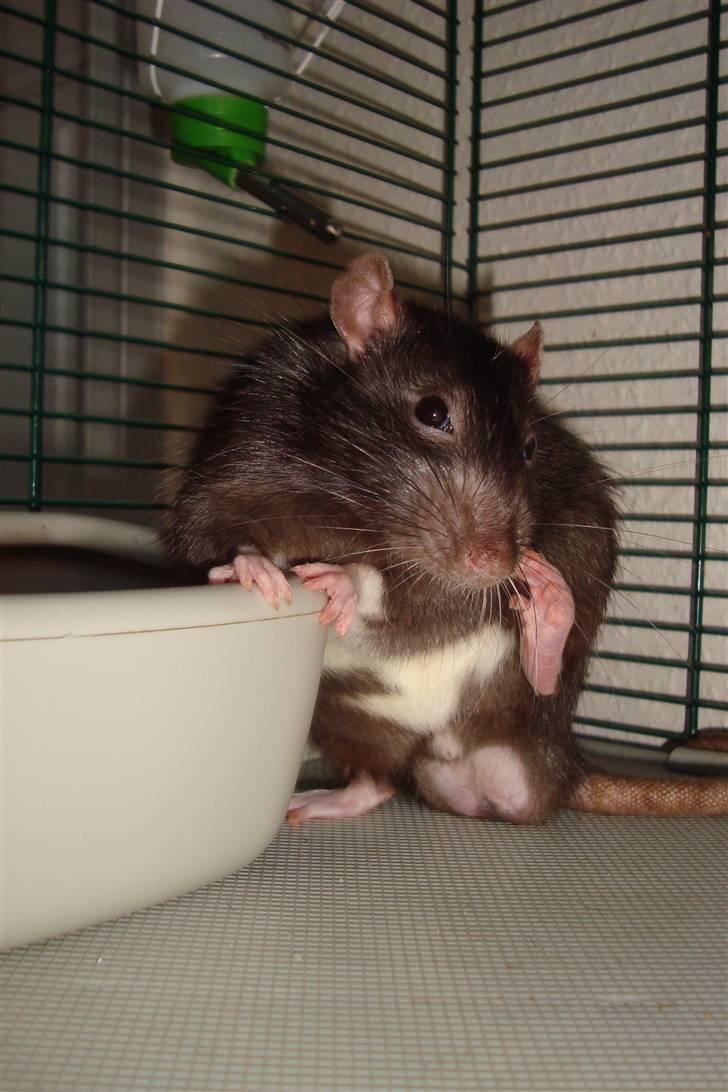 Tamrotte Ventrilo billede 20