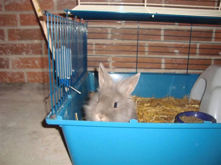 Kanin Mulle.<3 (sir lancelot.) - velkommen til baby´s profil :D <3 billede 1