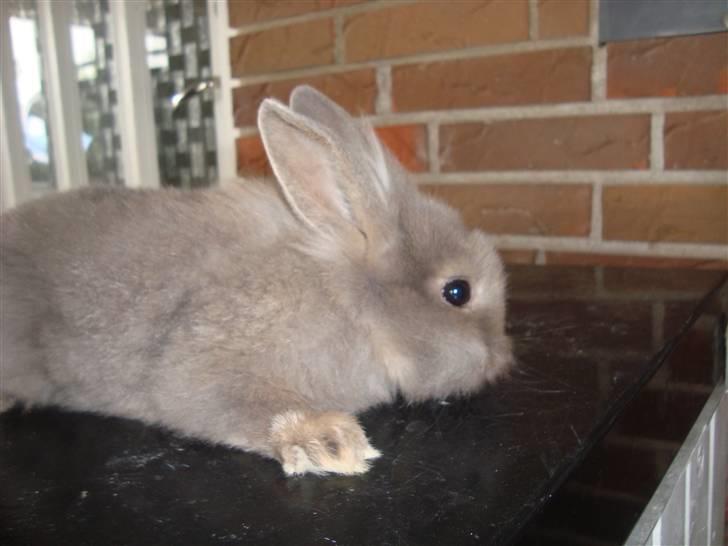 Kanin Mulle.<3 (sir lancelot.) - så sød, så sød :D billede 2