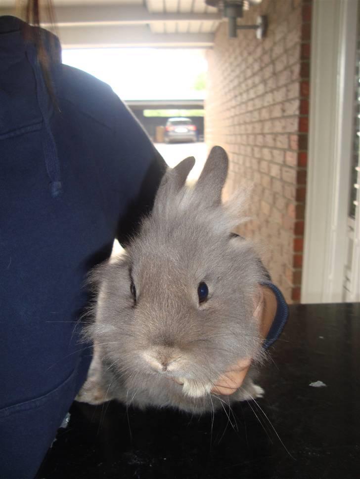 Kanin Mulle.<3 (sir lancelot.) - :D <3 billede 3