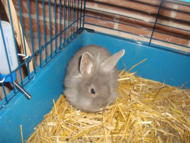 Kanin Mulle.<3 (sir lancelot.) - han hygger så sku lidt :D billede 4