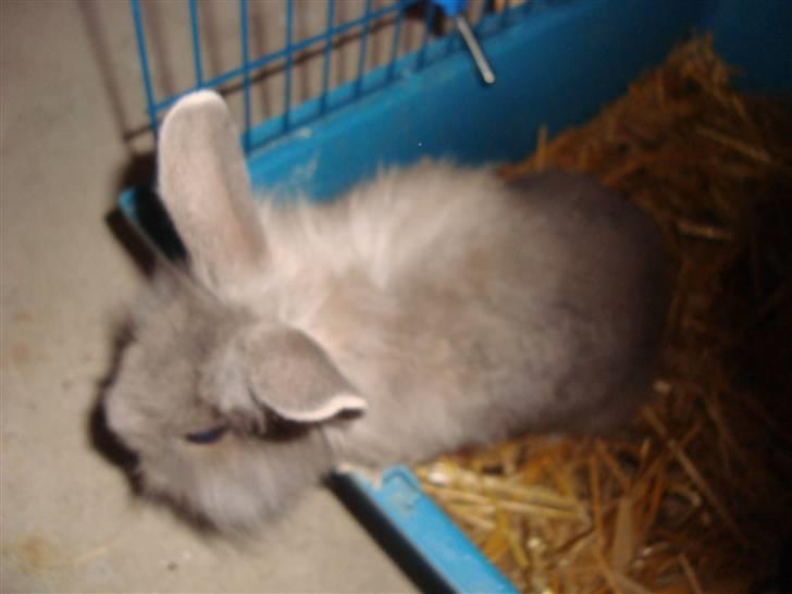 Kanin Mulle.<3 (sir lancelot.) - hahah :D billede 5