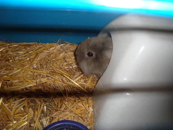 Kanin Mulle.<3 (sir lancelot.) - godt man har et hus ;) billede 6