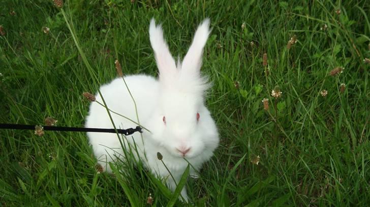 Kanin  angora kanin - Sneboldt  solgt billede 1