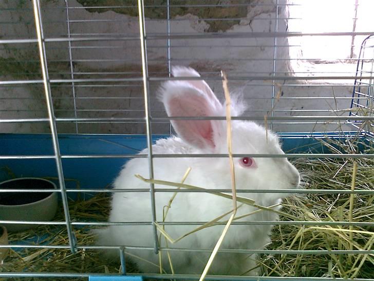 Kanin  angora kanin - Sneboldt  solgt billede 2