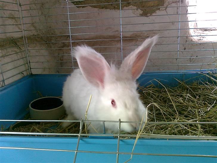 Kanin  angora kanin - Sneboldt  solgt billede 3