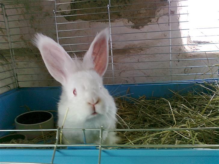 Kanin  angora kanin - Sneboldt  solgt billede 4