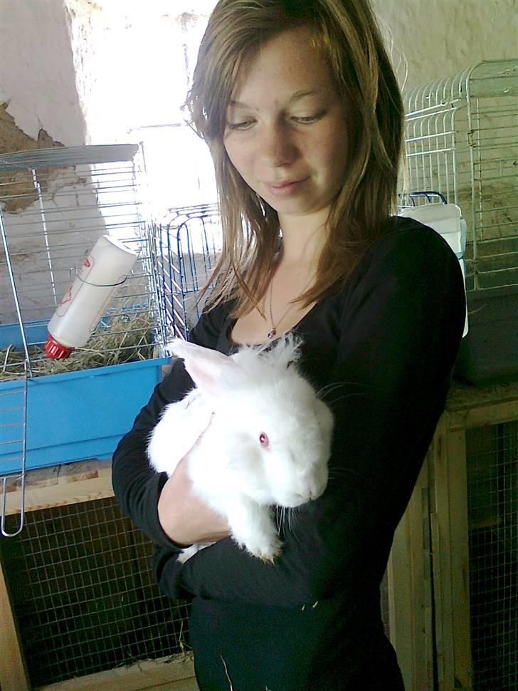 Kanin  angora kanin - Sneboldt  solgt billede 5