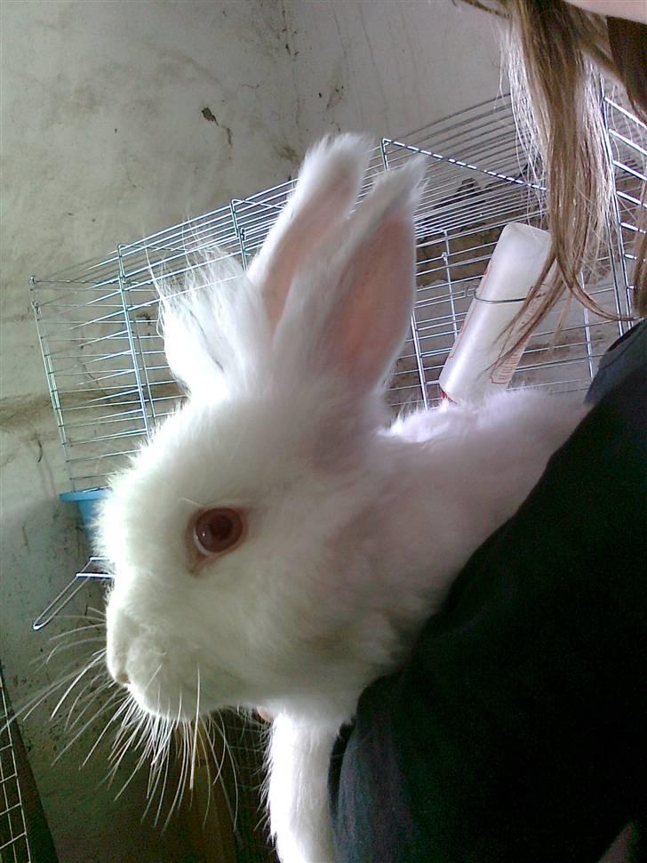 Kanin  angora kanin - Sneboldt  solgt billede 6