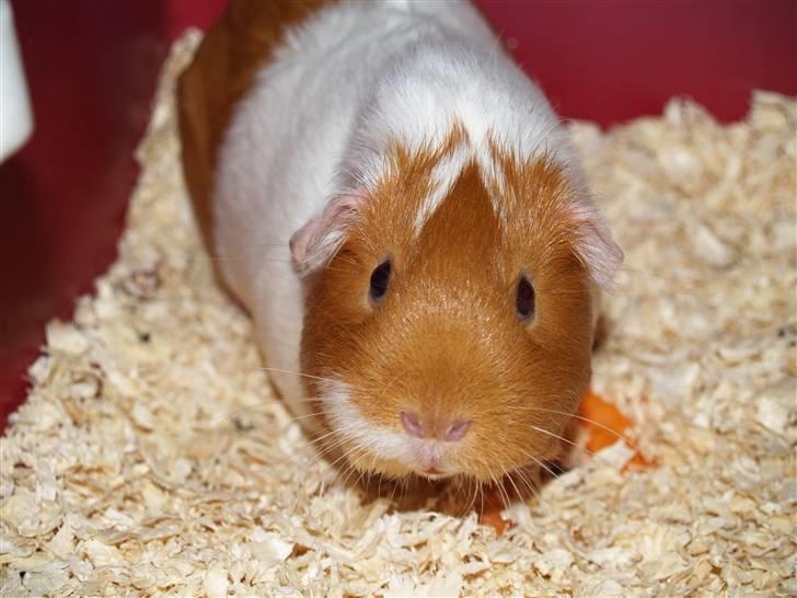 Marsvin Chili billede 3