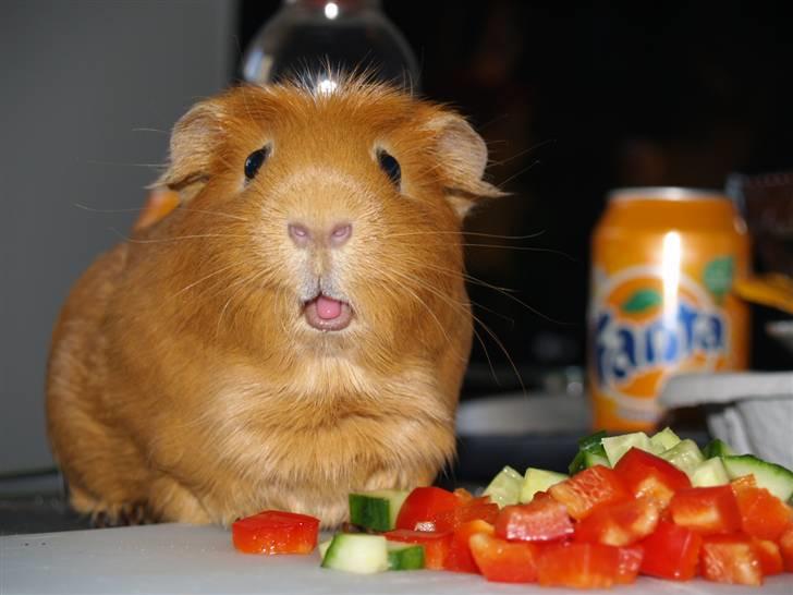 Marsvin Didi billede 3