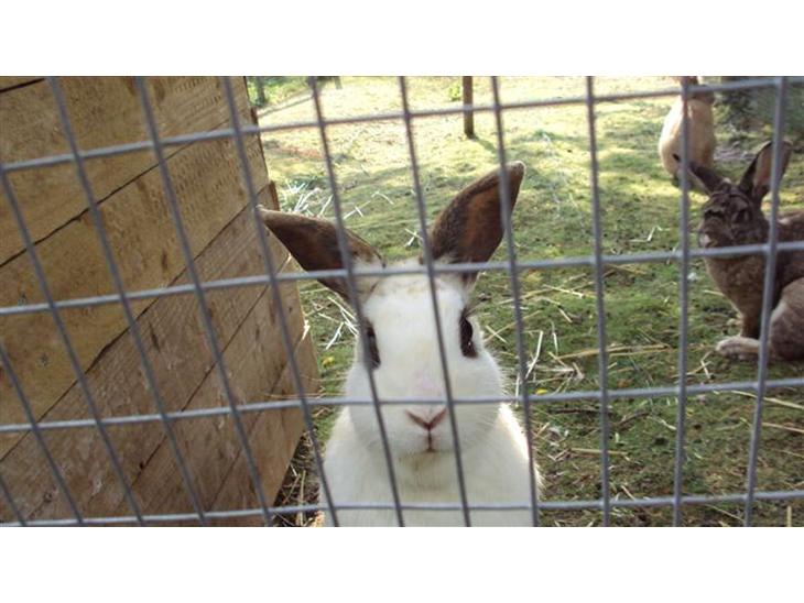 {{currentPhoto.altText}} billede {{currentPhoto.number}}